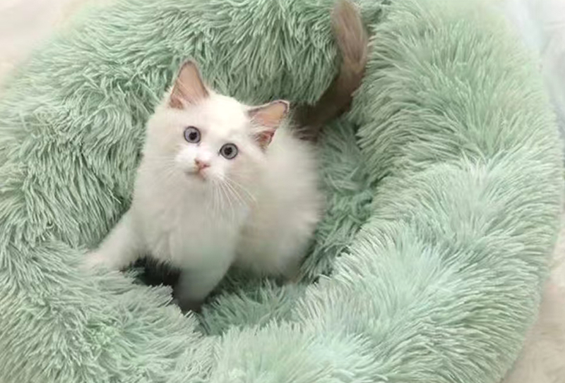 290gsm*165cm Easy-care 30mm haipai velvet suitable for clothing/toys/pet nests/blankets decorative fabrics